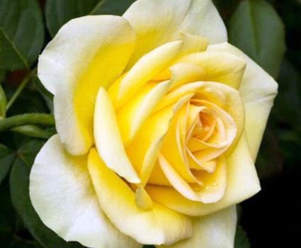 Yellow Rose