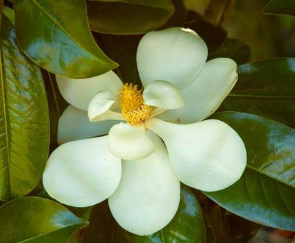 Southern Magnolia