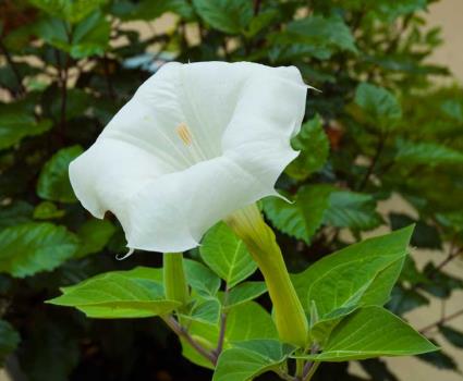 Angel's Trumpet