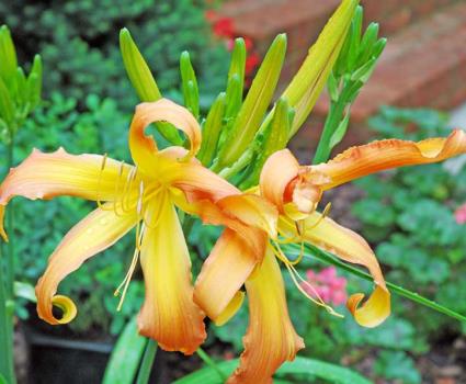 Let It Rip Daylily