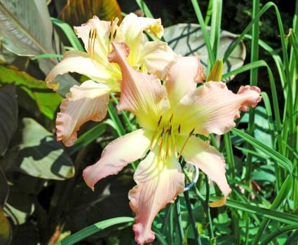 Wind Frill Daylily